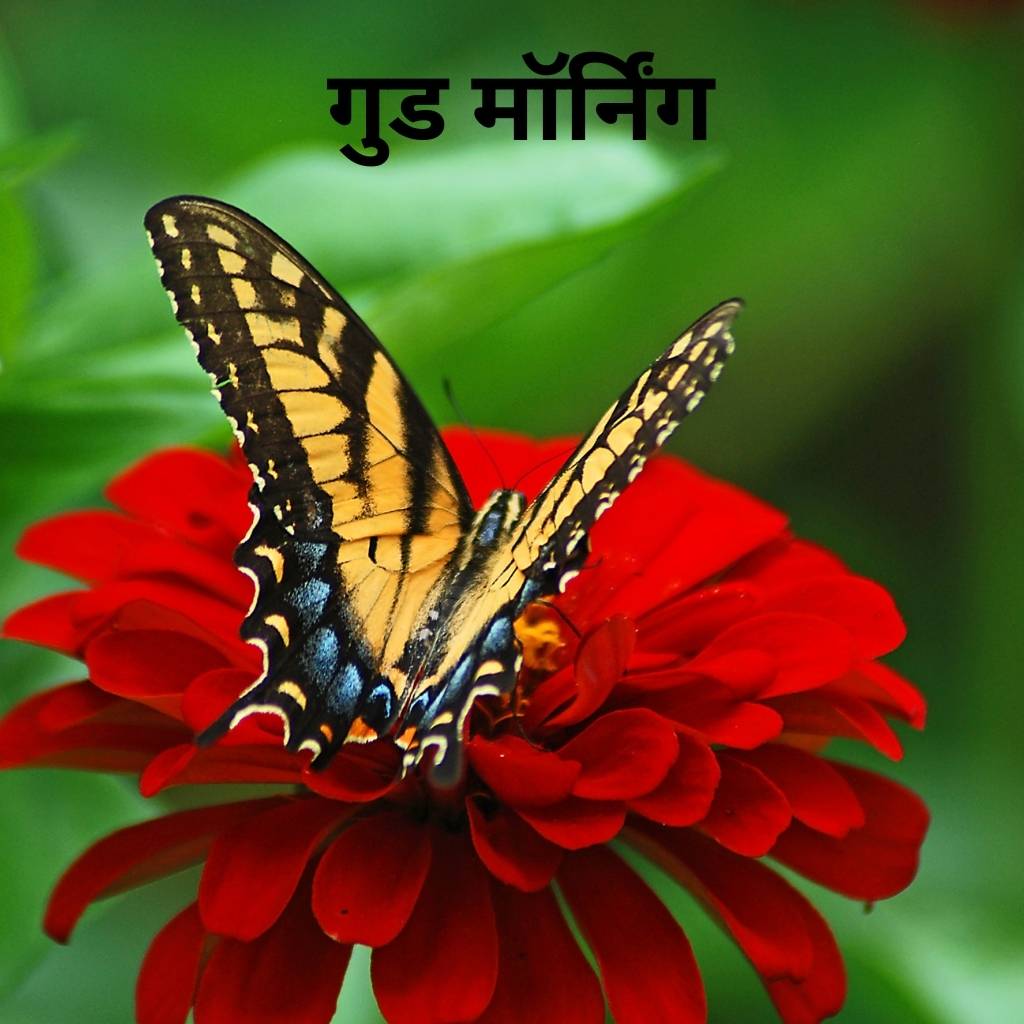 Mix collection of good morning images in hindi 63