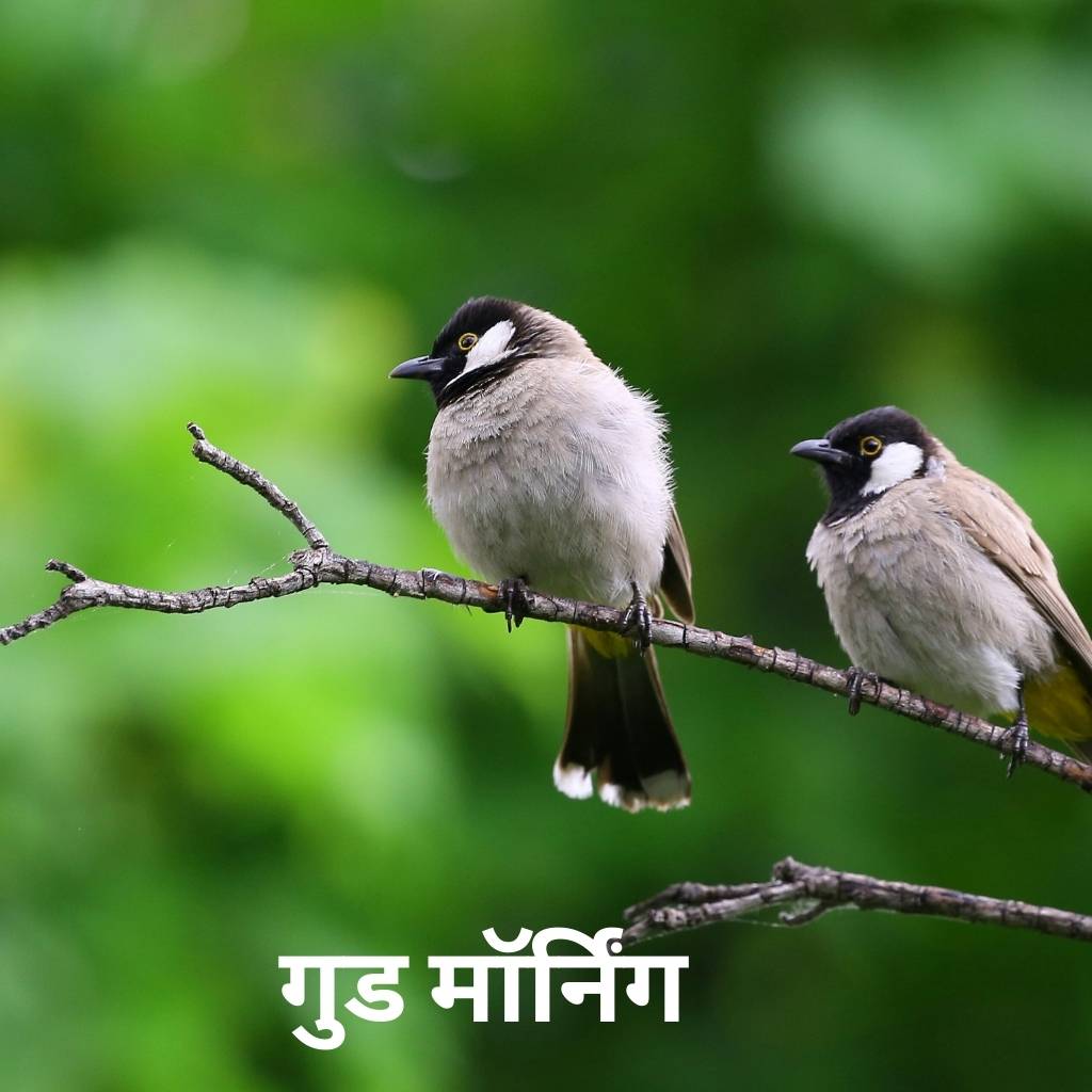 Mix collection of good morning images in hindi 78