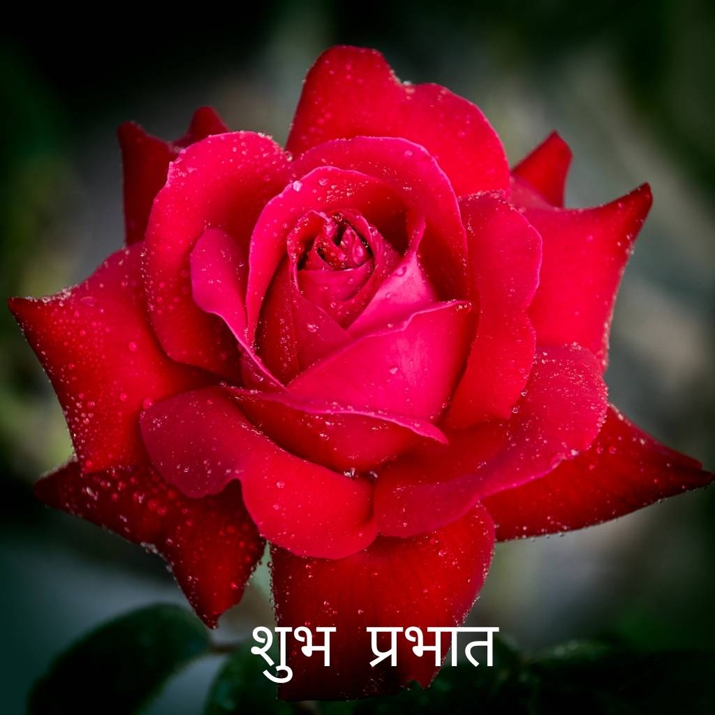 Lovely rose wishing good morning.
