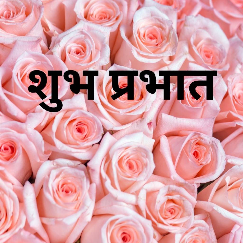 Good morning text with  blooming pink  roses
