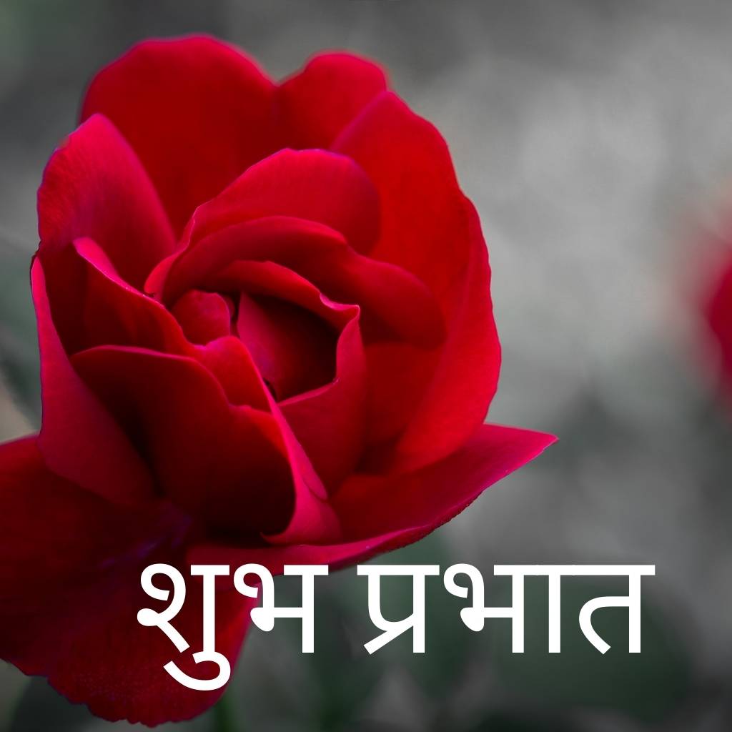 Good morning message with a single red rose.
