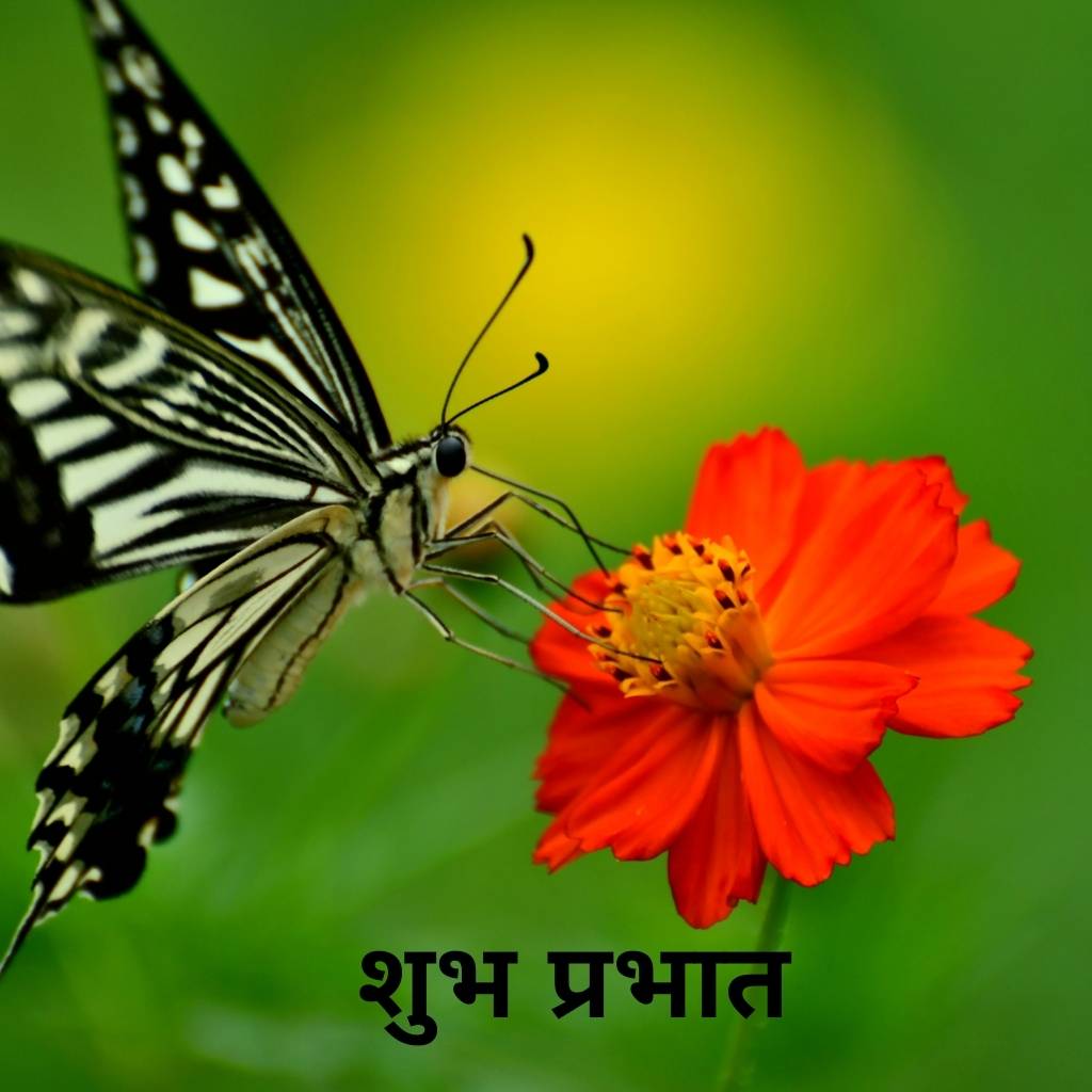 mix collection of good morning images in hindi 62 1