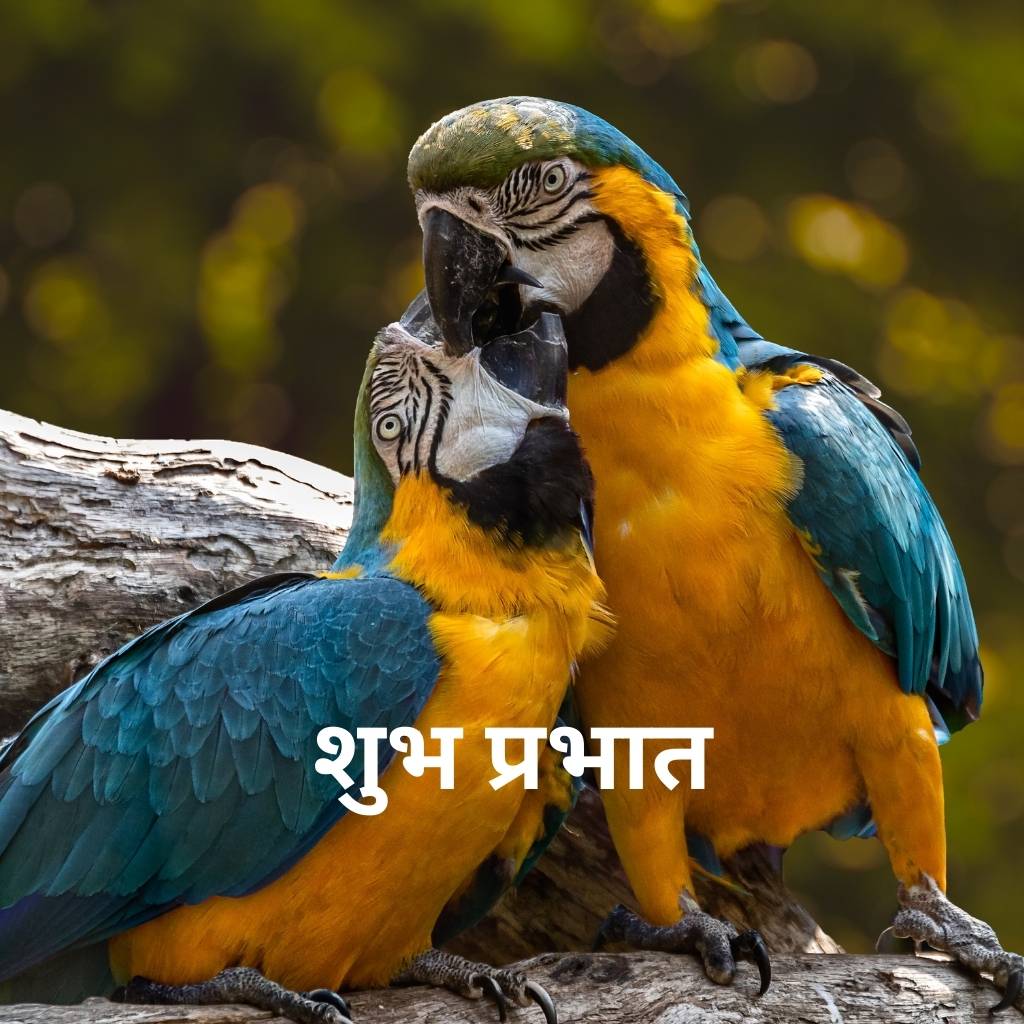 mix collection of good morning images in hindi 70 1