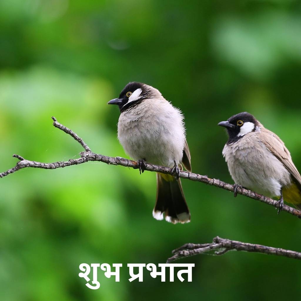 mix collection of good morning images in hindi 78 1